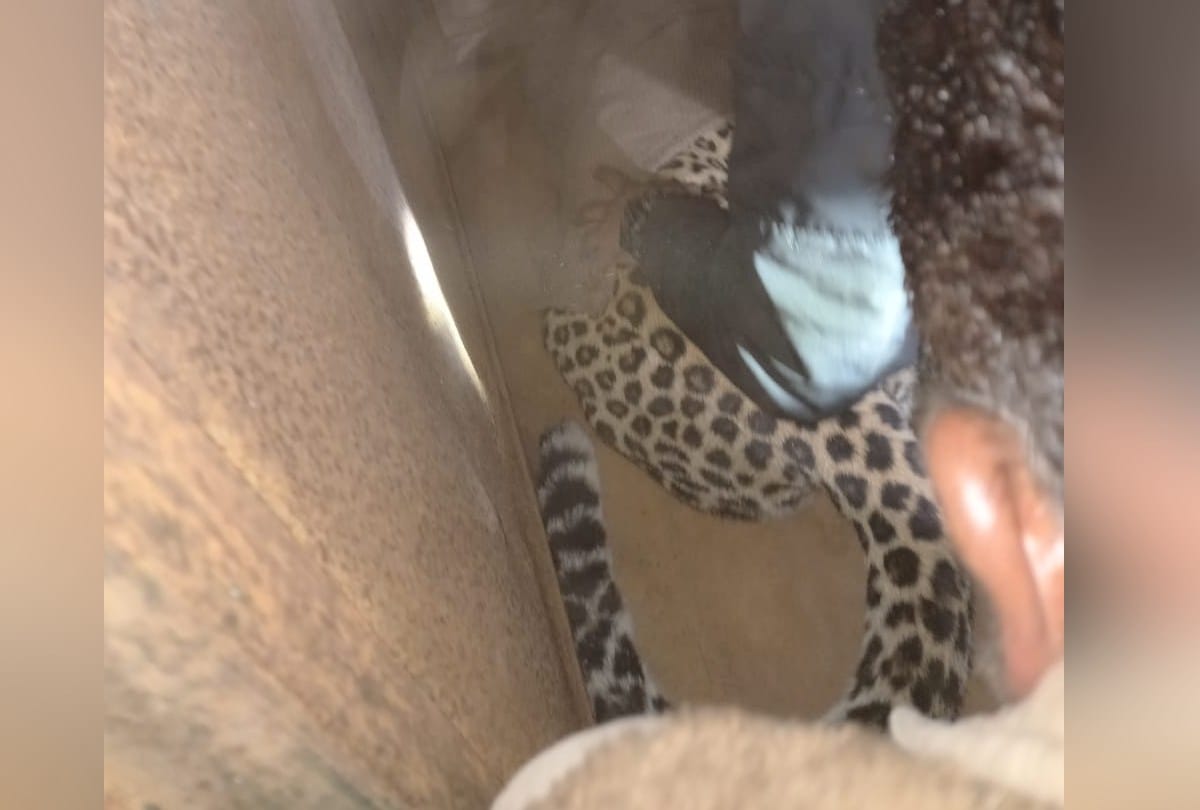 Leopard entered the house, the family spent a night in panic in nahan sirmour