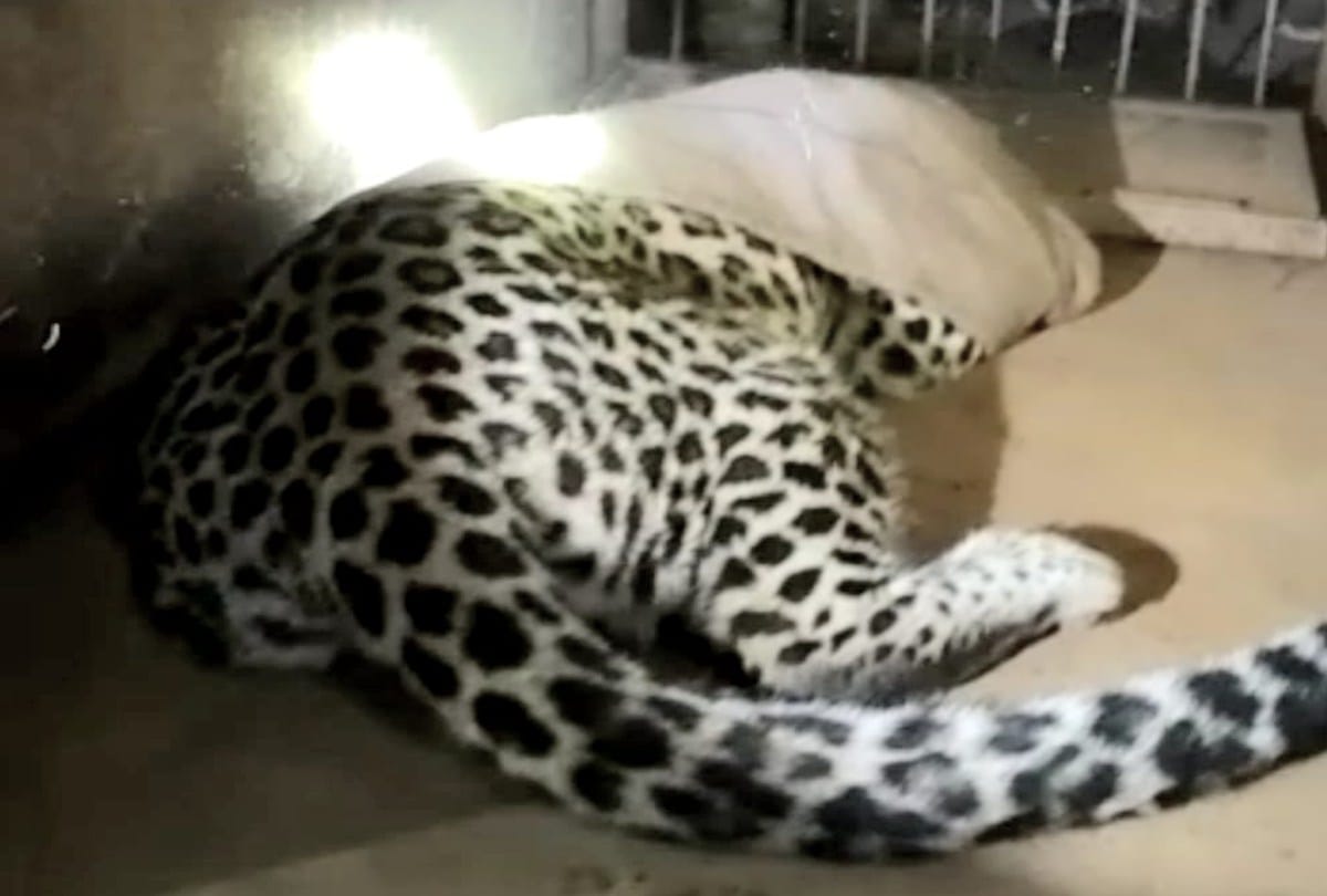 Leopard entered the house, the family spent a night in panic in nahan sirmour