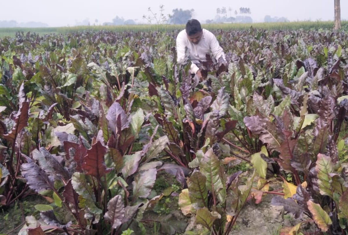 Madrasa teacher did not get honorarium in time started cultivating beetroot
