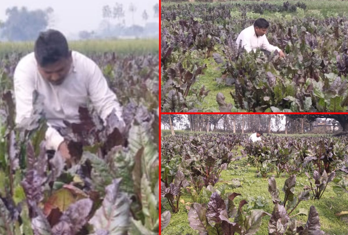 Madrasa teacher did not get honorarium in time started cultivating beetroot