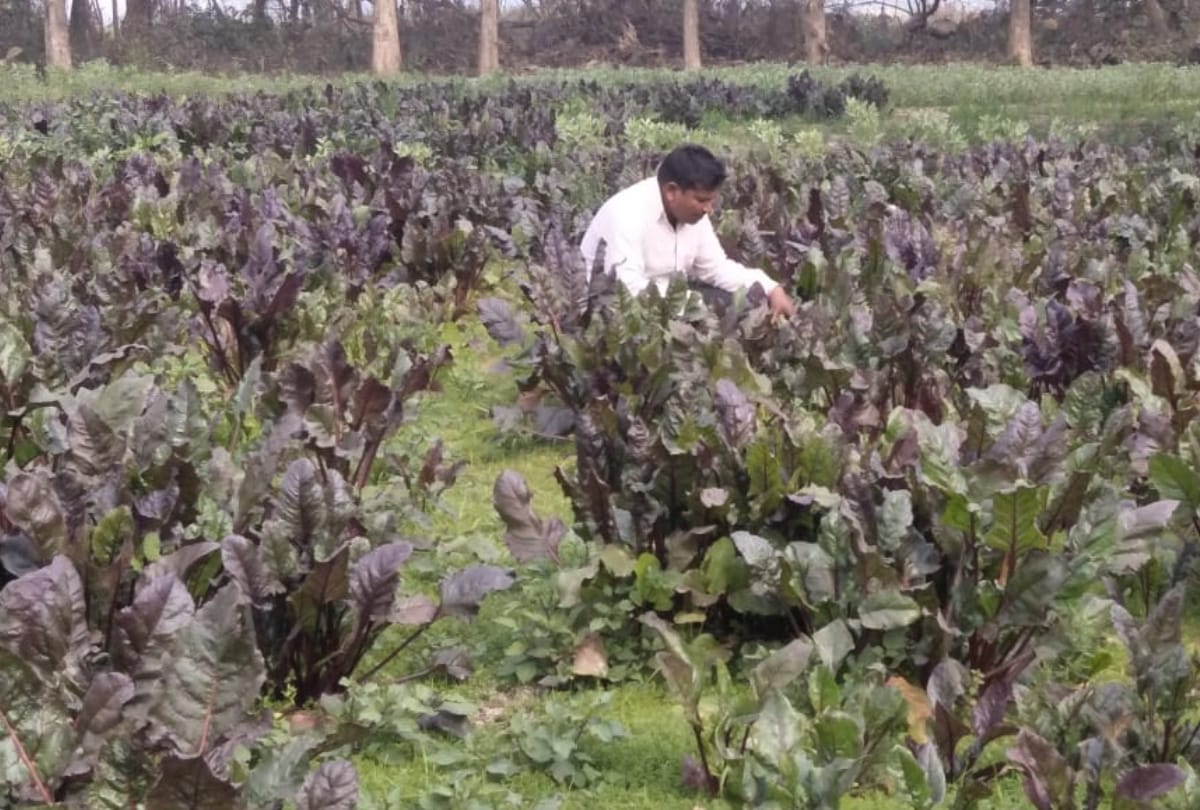 Madrasa teacher did not get honorarium in time started cultivating beetroot