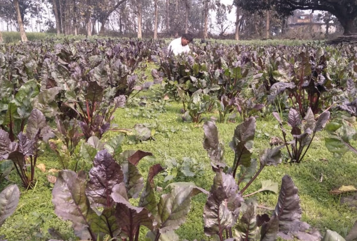 Madrasa teacher did not get honorarium in time started cultivating beetroot