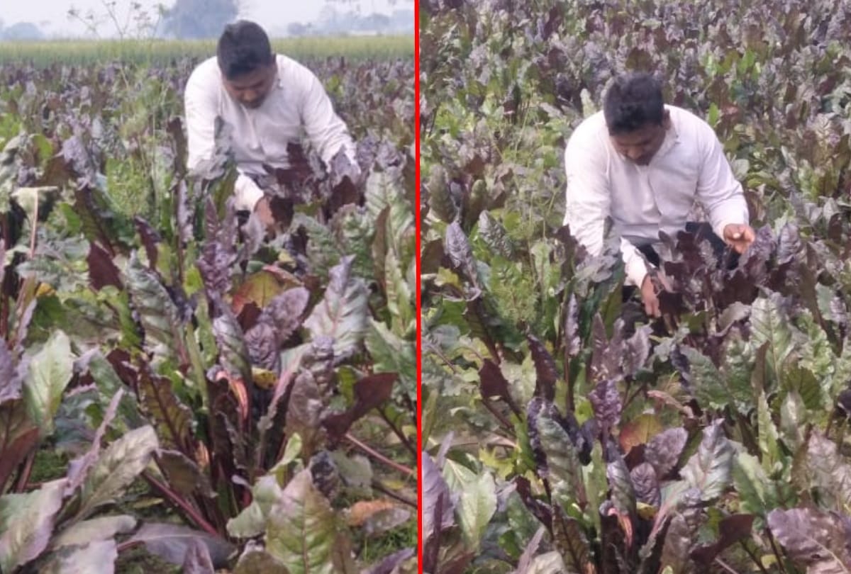 Madrasa teacher did not get honorarium in time started cultivating beetroot