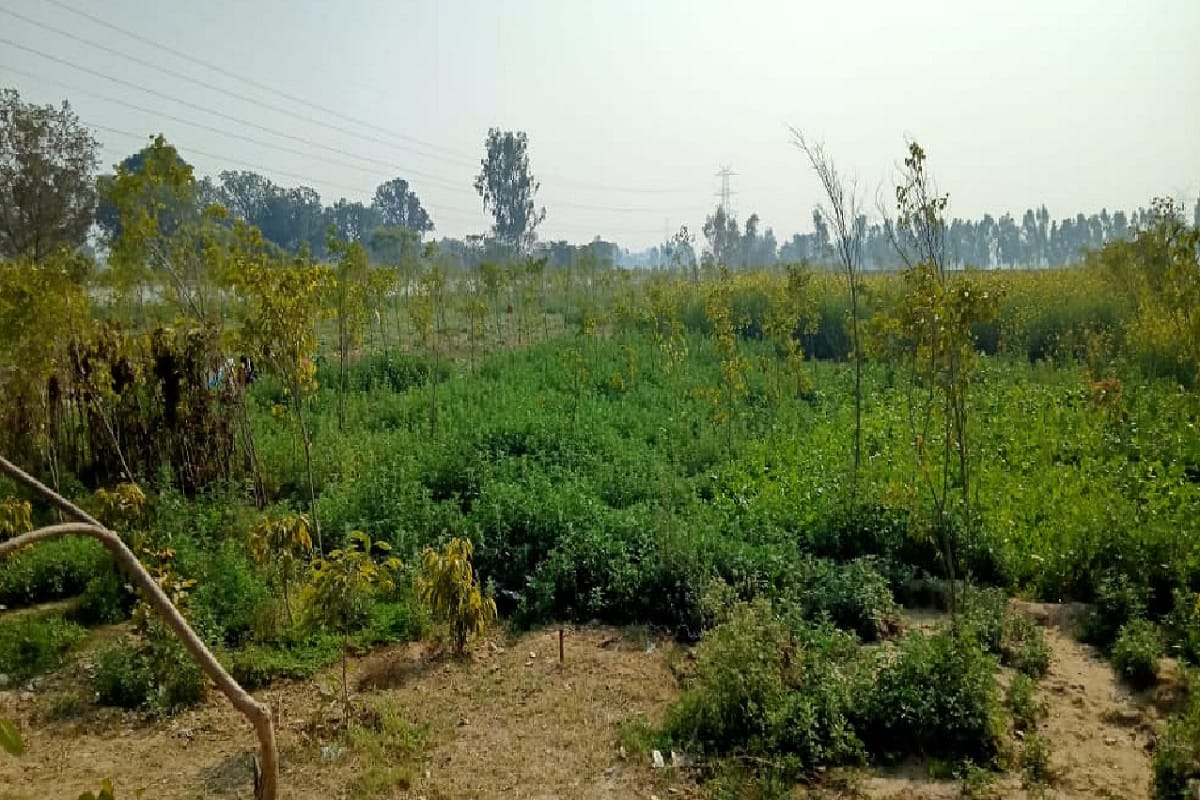 Meerut News: 75 thousand tones of garbage has been disposed in the Rasulpur gavri village after the NGT order