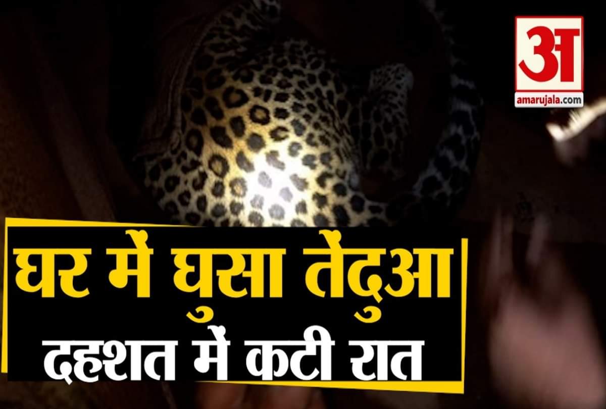 Himachal News: Leopard enters home in Nahan Sirmour rescue by forest department team