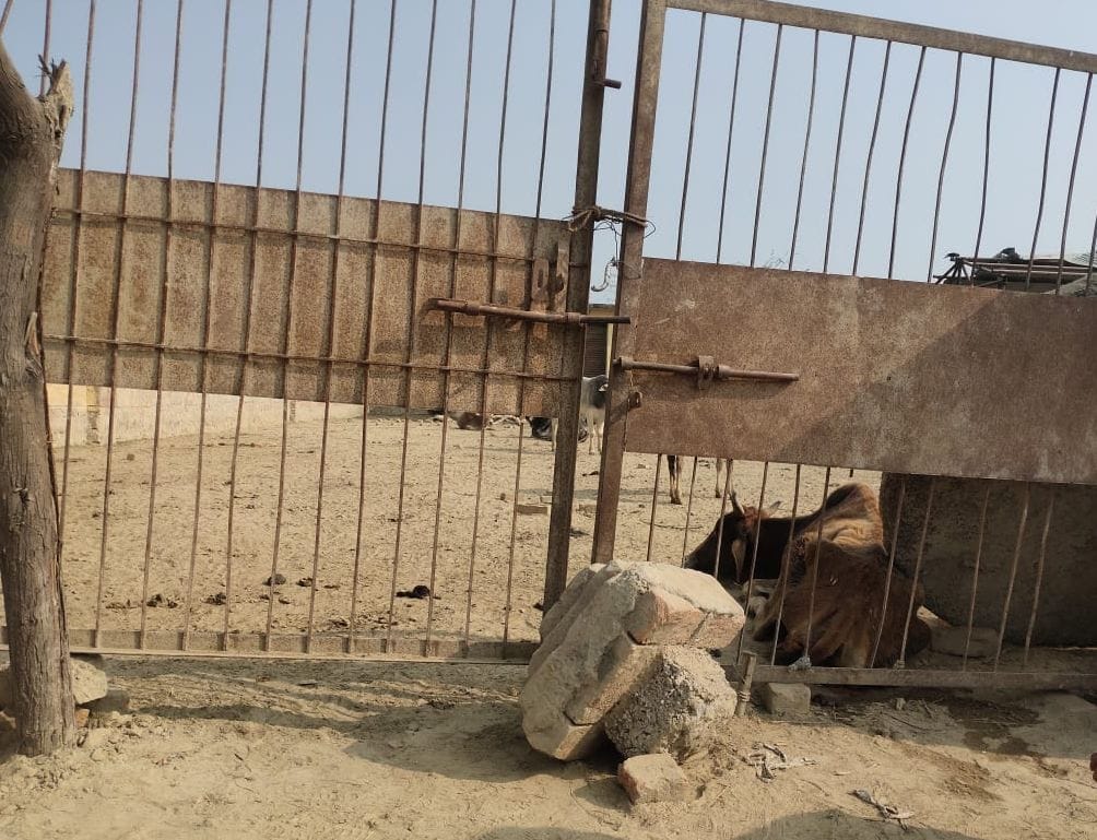 Villagers closed holiday cattle in the market