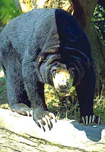 For the first time, the bear will get a radio collar
