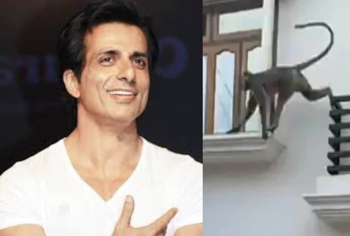 Villagers troubled by the monkey pleaded with Sonu Sood for help, the actor said – this was left