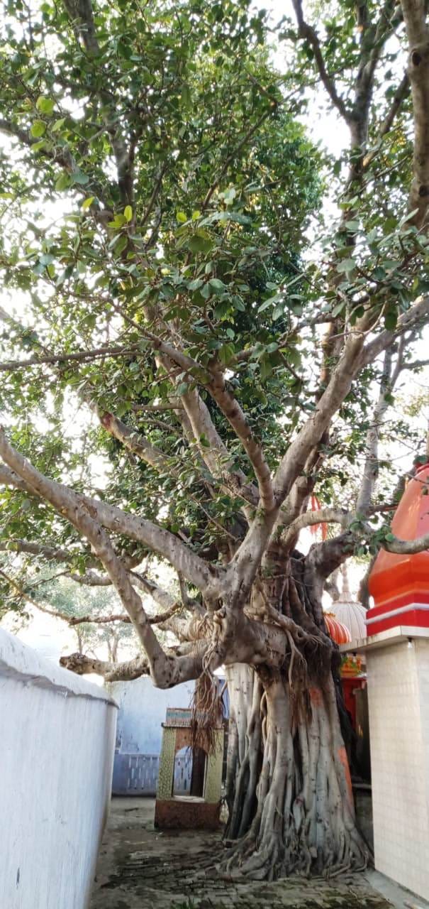 one more institute help for save tree