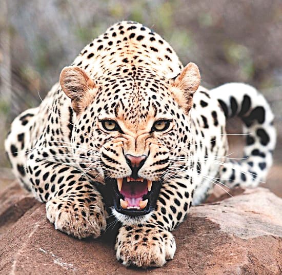 Rural troubled by leopard terror