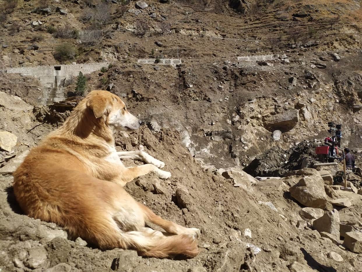 Uttarakhand Chamoli News : dog mother left food watch rishiganga river continuously photos
