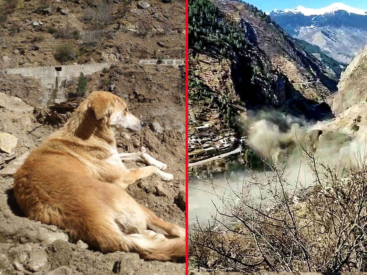 Uttarakhand Chamoli News : dog mother left food watch rishiganga river continuously photos
