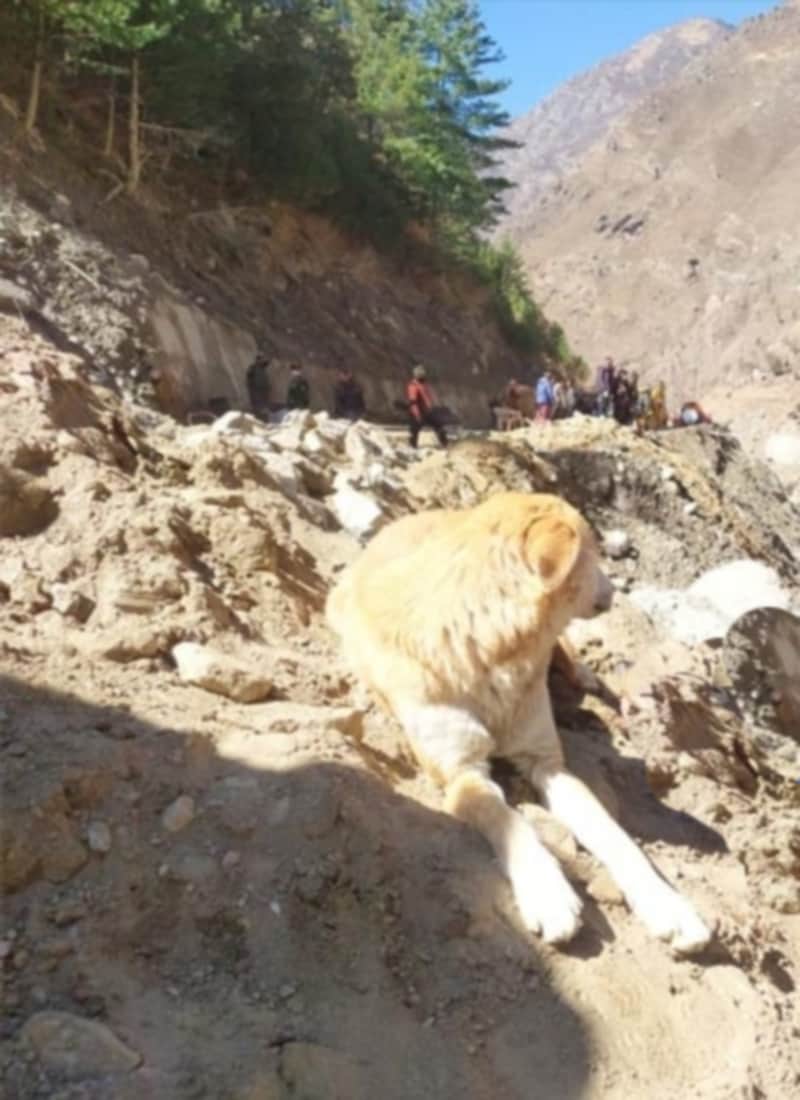 Uttarakhand Chamoli News : dog mother left food watch rishiganga river continuously photos