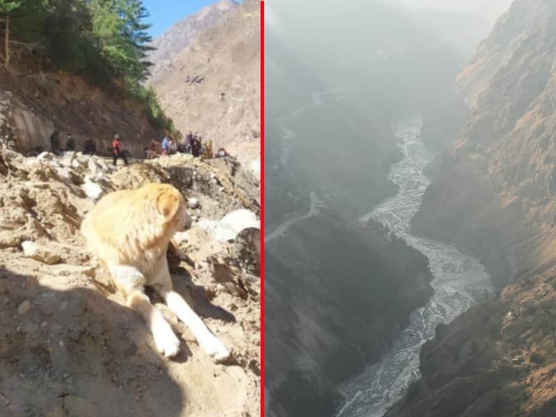 Uttarakhand Chamoli News : dog mother left food watch rishiganga river continuously photos