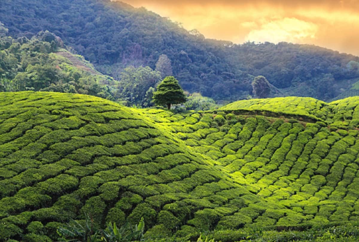 Tourist guide Four best places to visit in Darjeeling with family