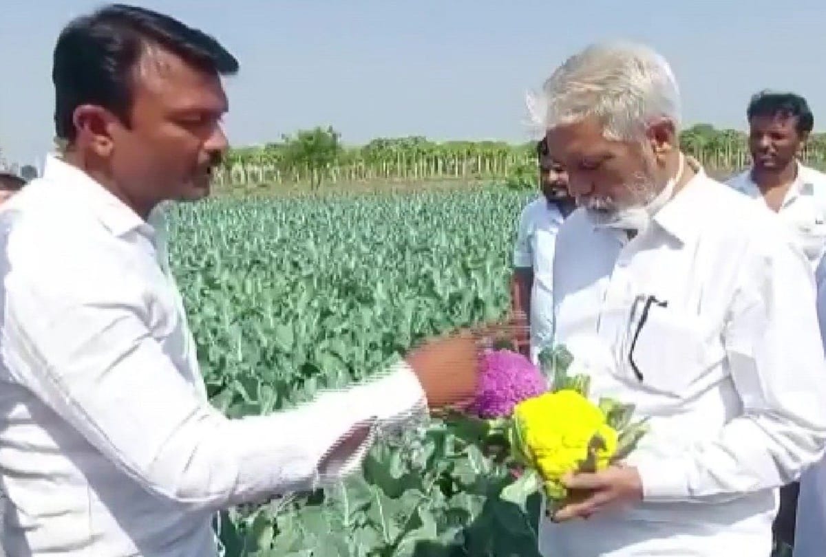 Mahindra Nikam from Malegaon Dabhadi village has cultivated hybrid cauliflowers in maharashtra