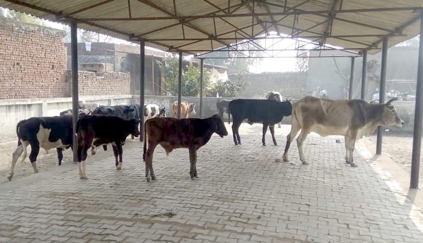 Villagers shut down stray cattle market committee