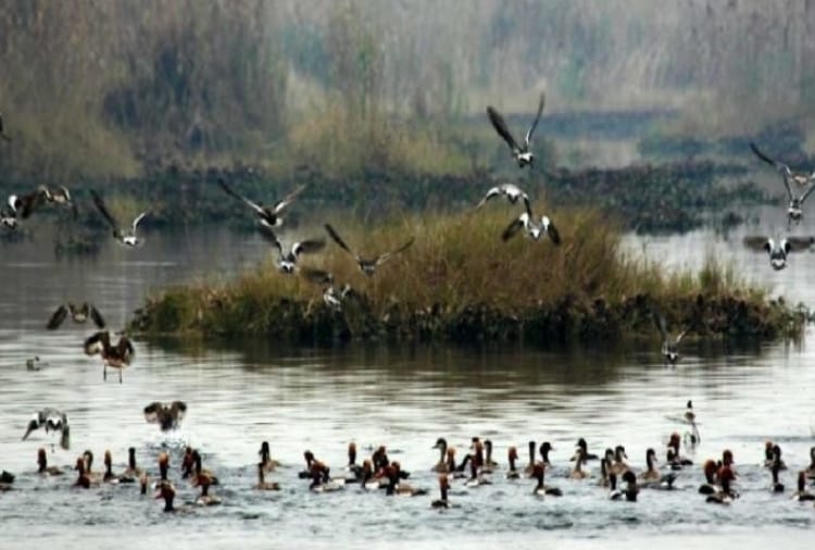 Number of Siberian birds arriving in Wetland of Punjab decreased