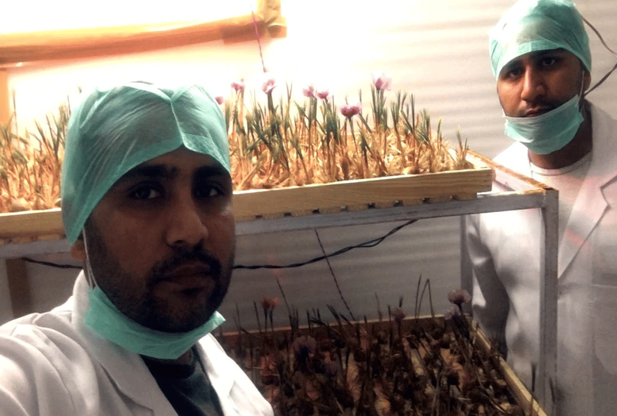 farmer brother quit job started saffron farming on terrace and earn profit in lakh