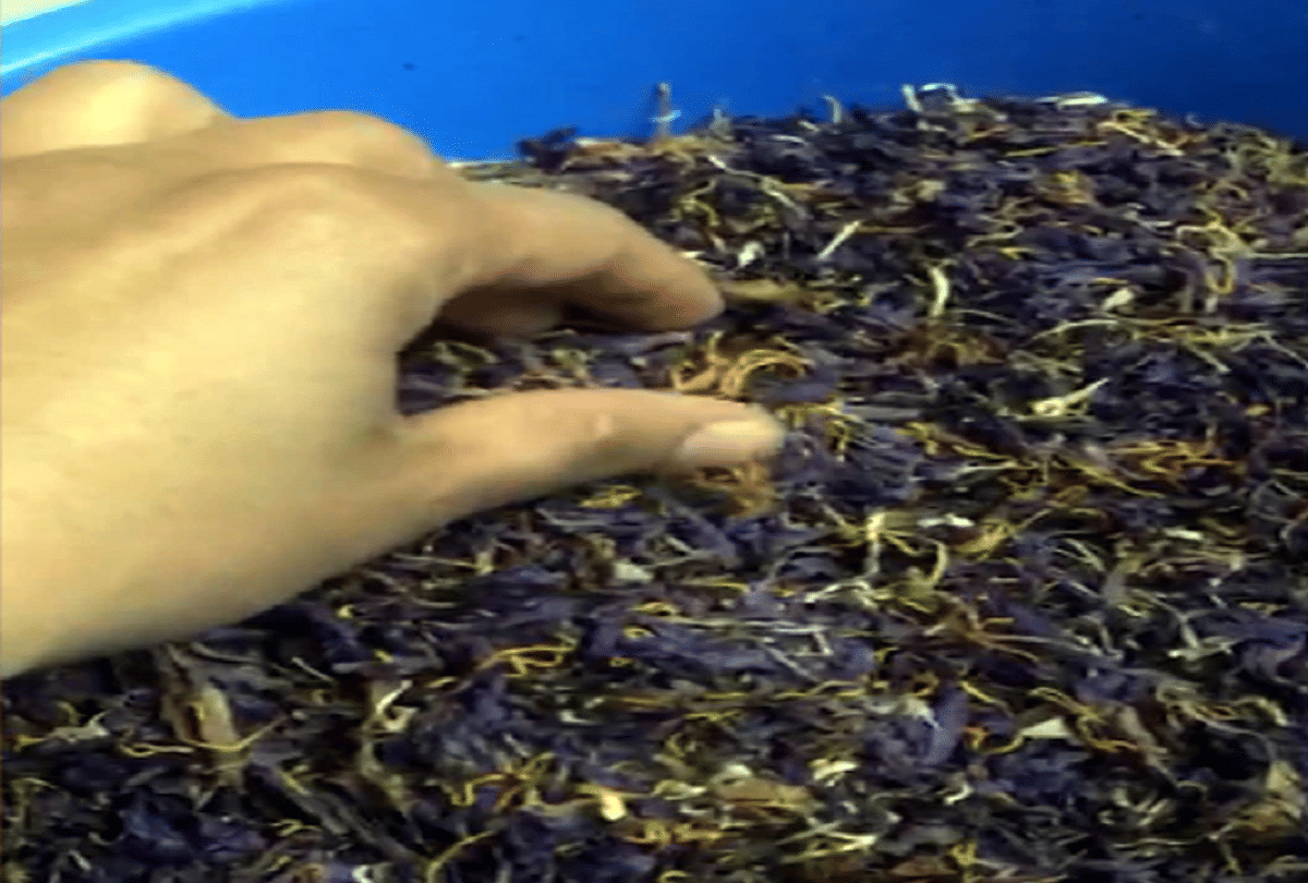 farmer brother quit job started saffron farming on terrace and earn profit in lakh