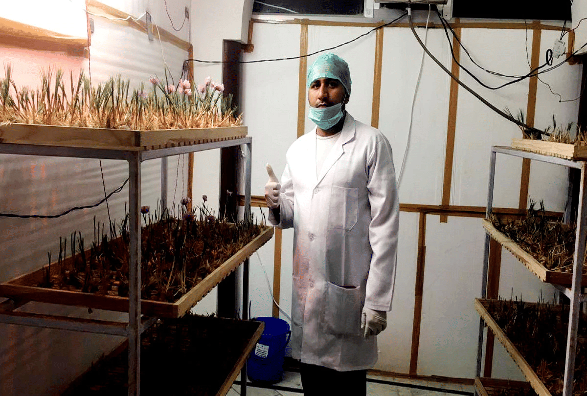 farmer brother quit job started saffron farming on terrace and earn profit in lakh