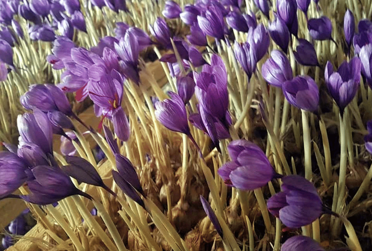 farmer brother quit job started saffron farming on terrace and earn profit in lakh
