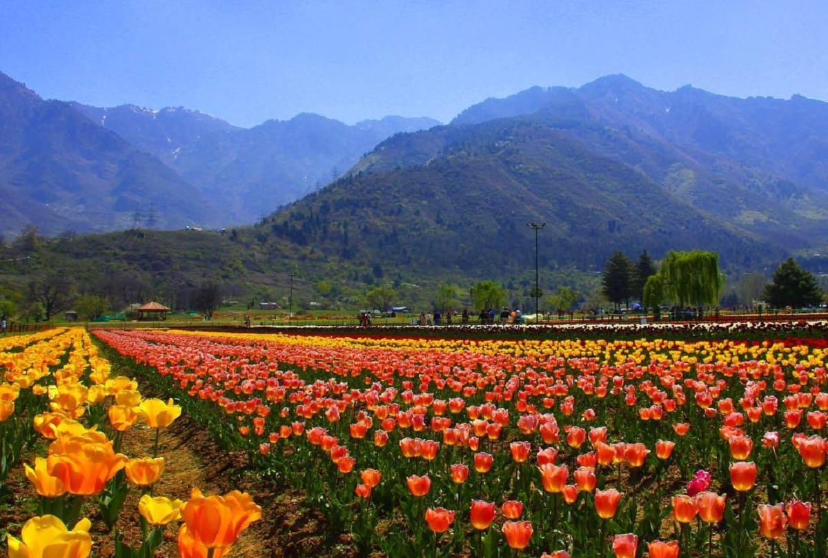 tulip garden will be open for tourists from march