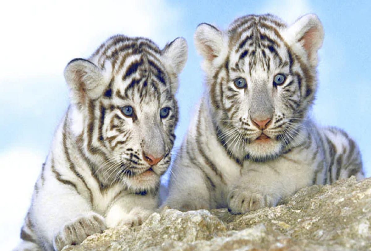 Two white tiger cubs dead due to corona in pakistan