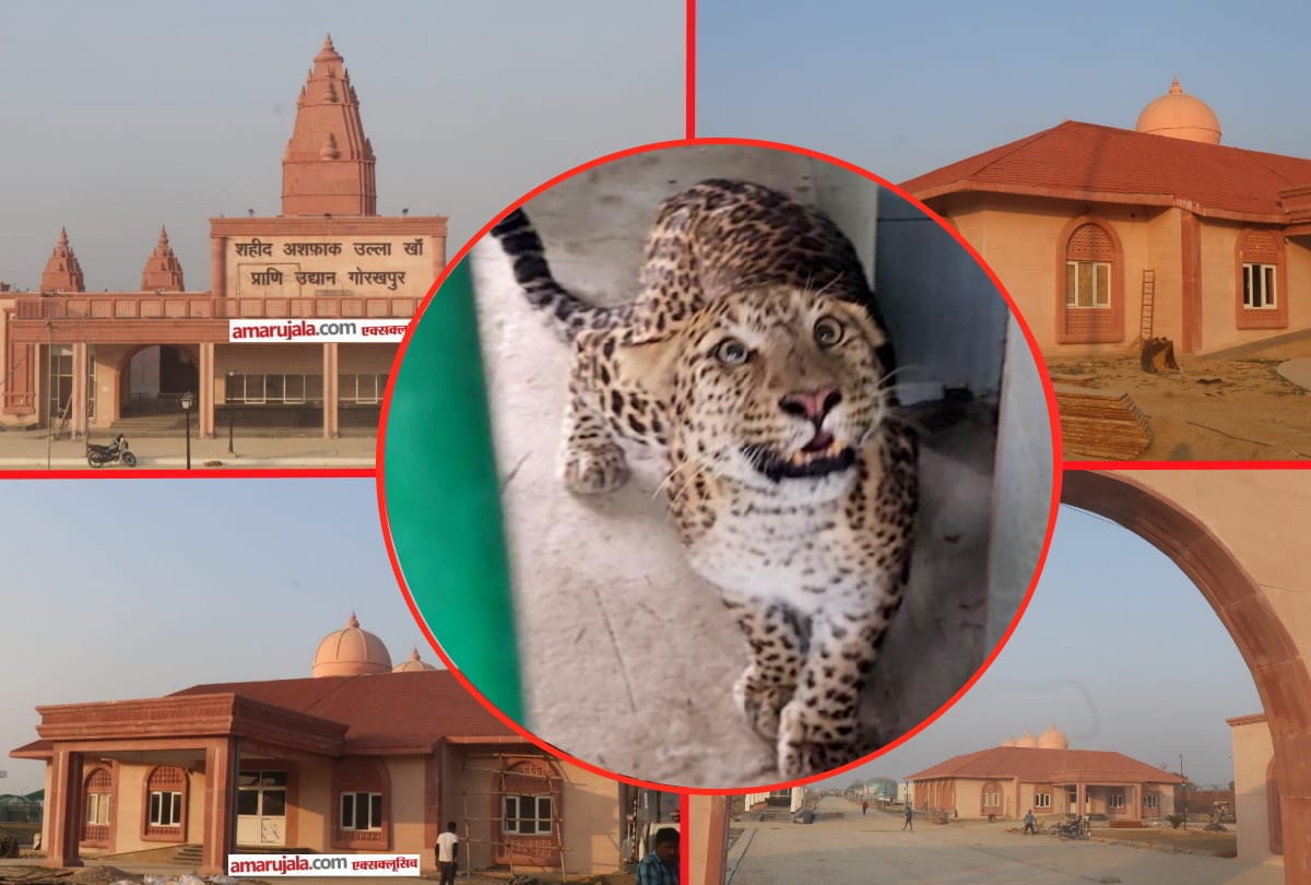 Tiger Amar coming soon in Gorakhpur Zoo