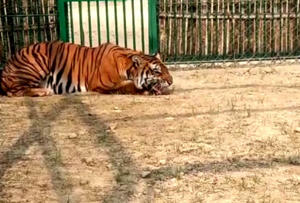 Special animals coming soon in UP Best Zoo of Gorakhpur from Kanpur Zoo