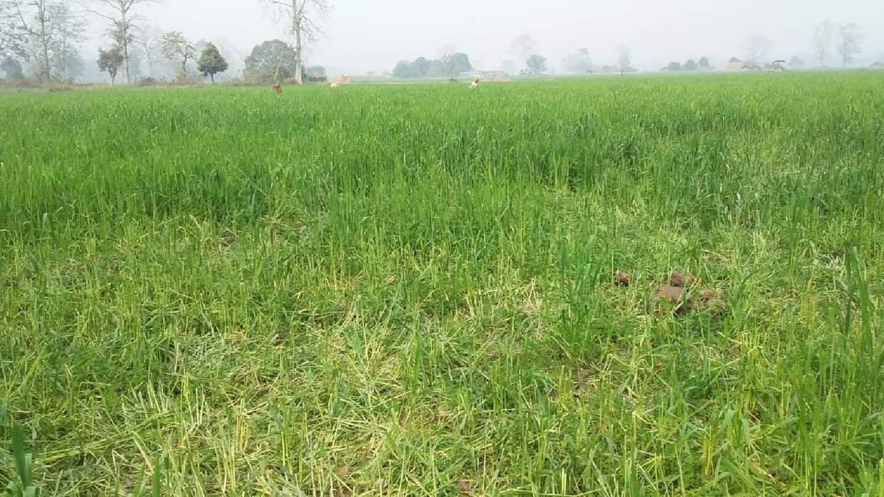 Elephants destroy 19 bigha wheat crop