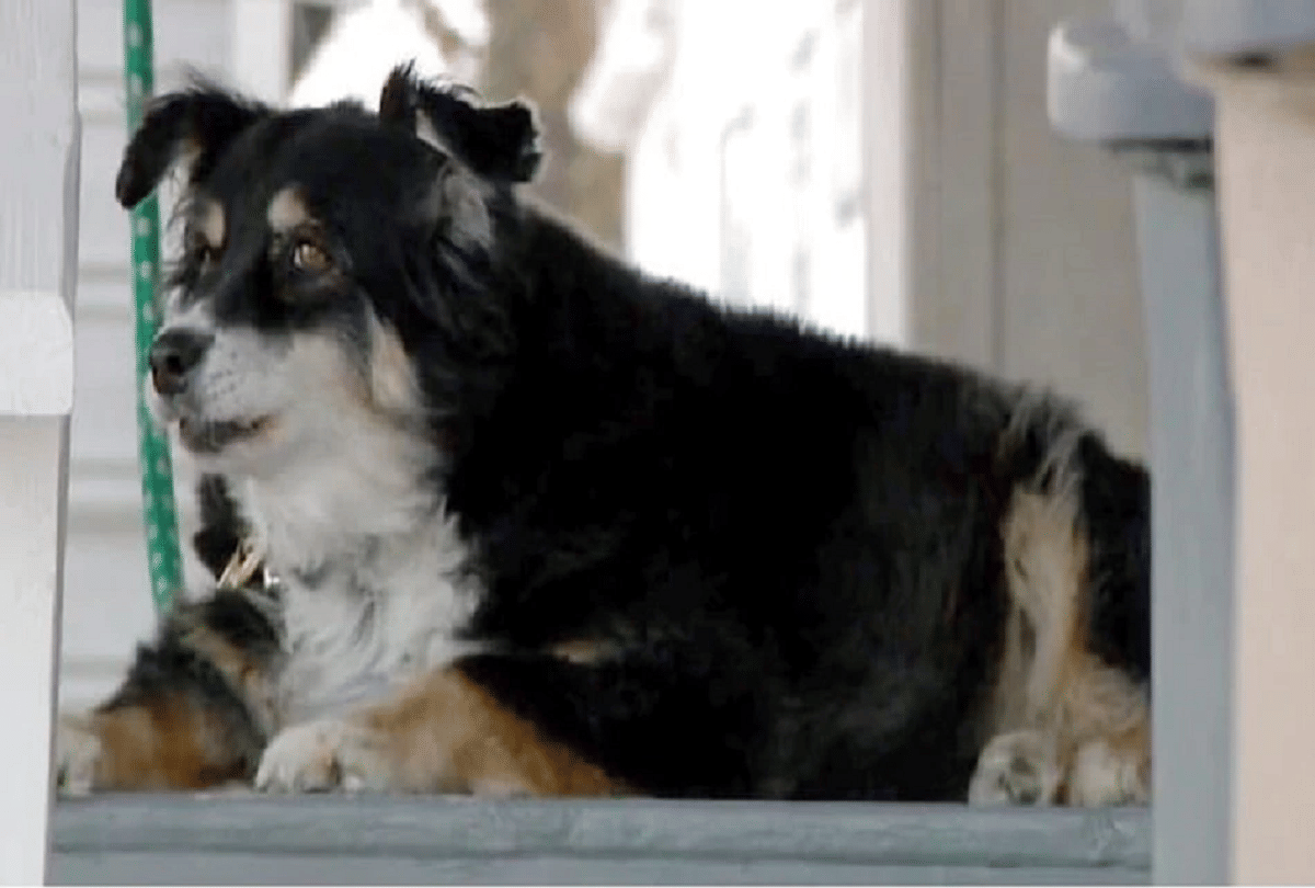 us 8 year old dog becomes owner of 36 crores rupees