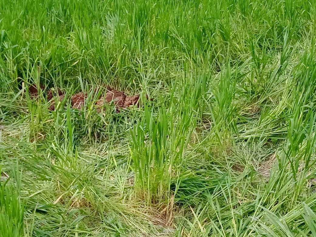 Elephant creates havoc in Simalasera village, wheat crop crushed
