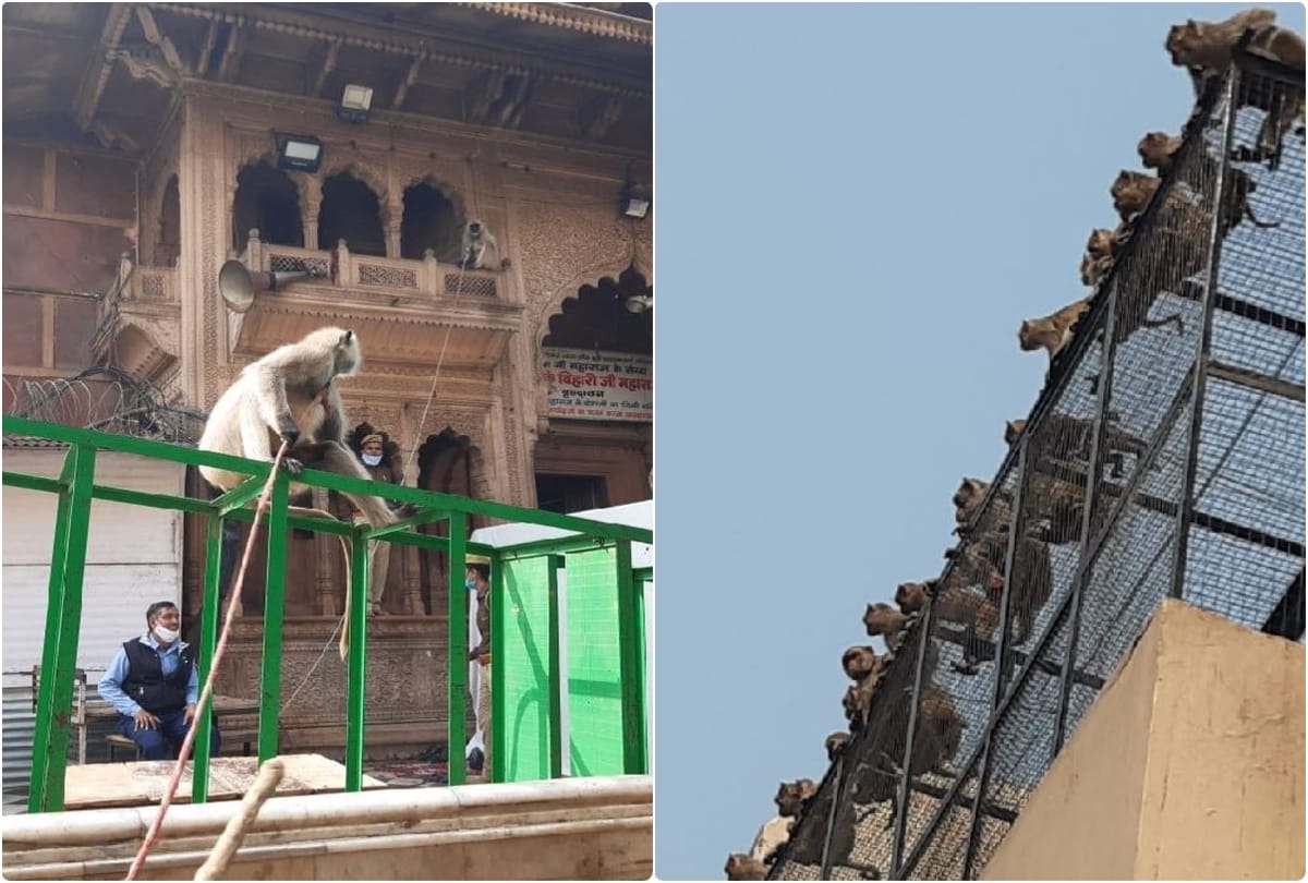 langurs deployed for security of cm yogi adityanath in vrindavan