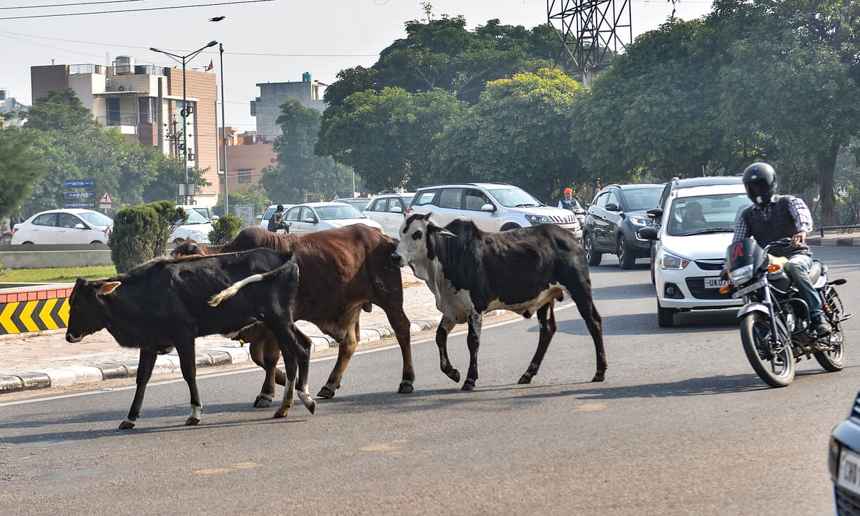 Three-way campaign for unclaimed animal free city