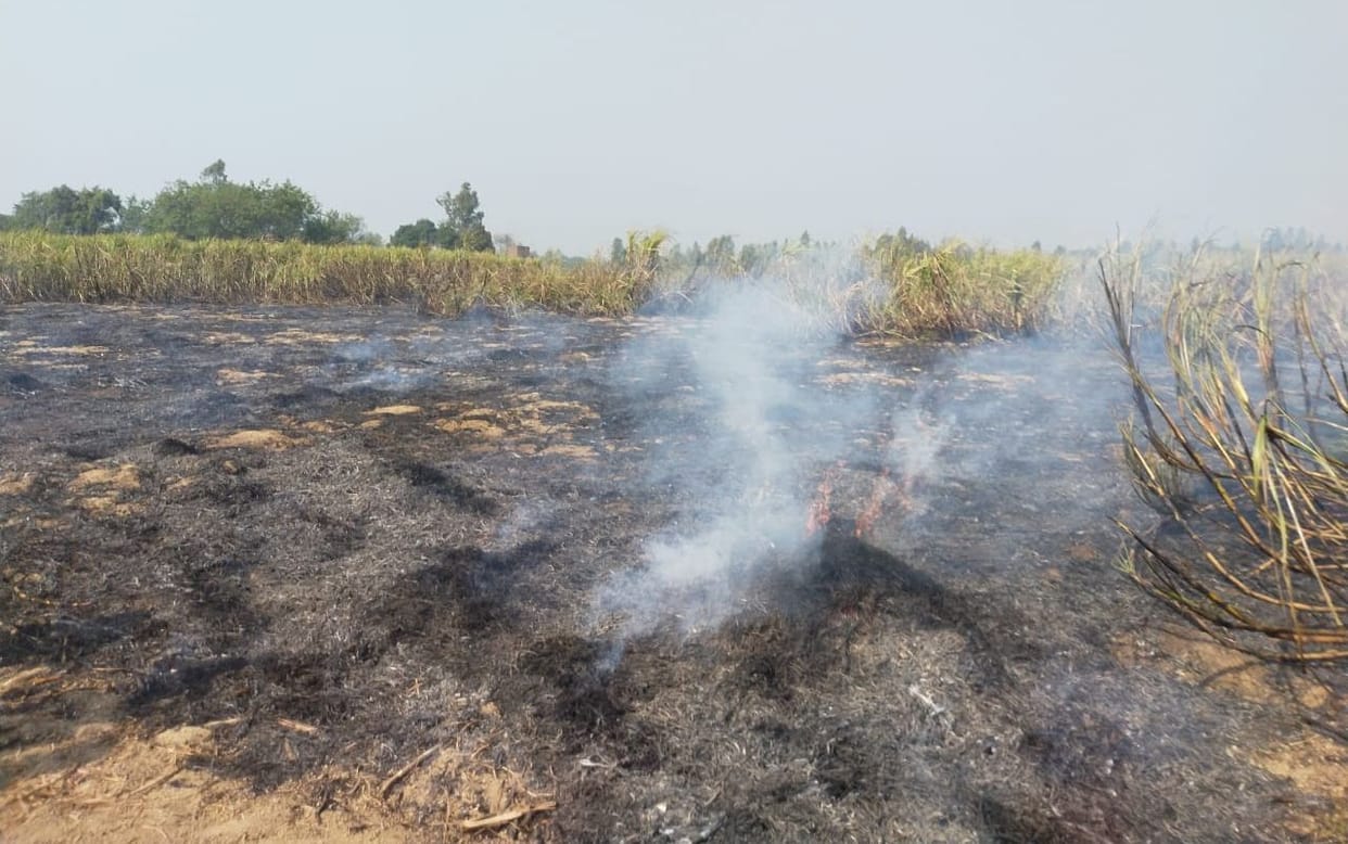 9 bigha sugarcane crop of 9 farmers burnt due to fire