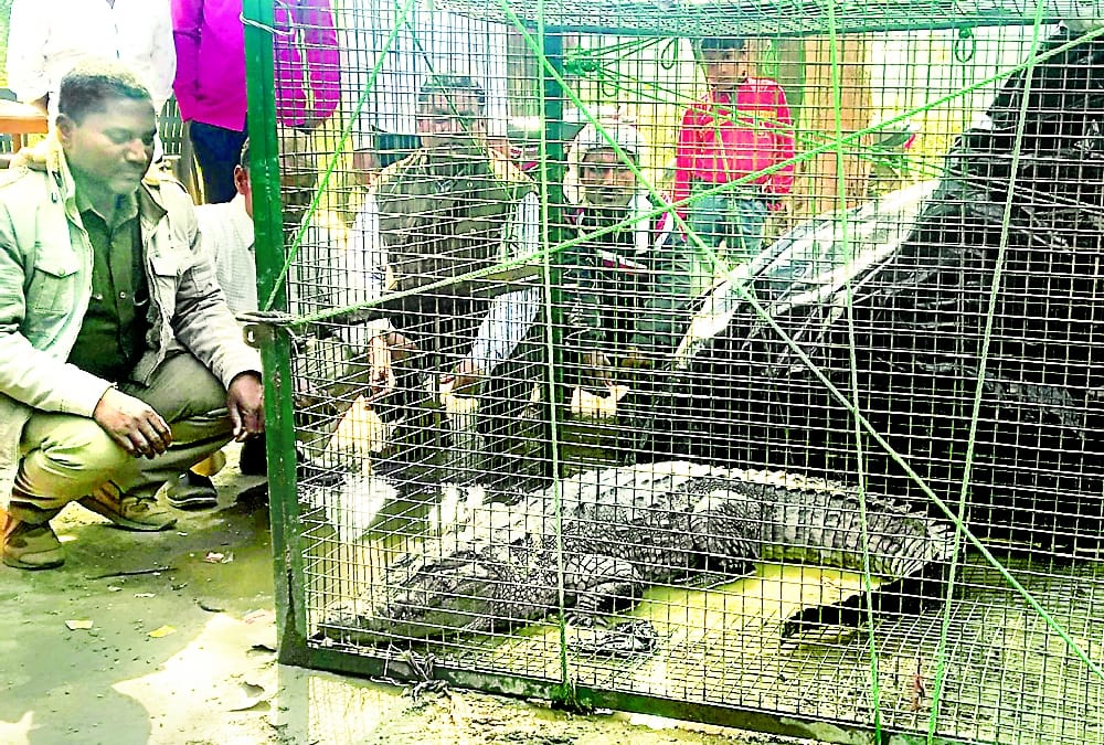 Forest department team catches crocodile in Gonda.