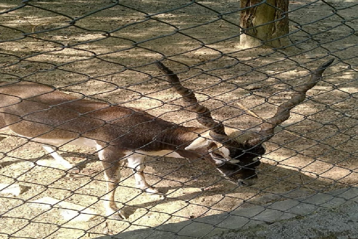 Black deer dies due to cardiac arrest in Varanasi Sarnath mini zoo