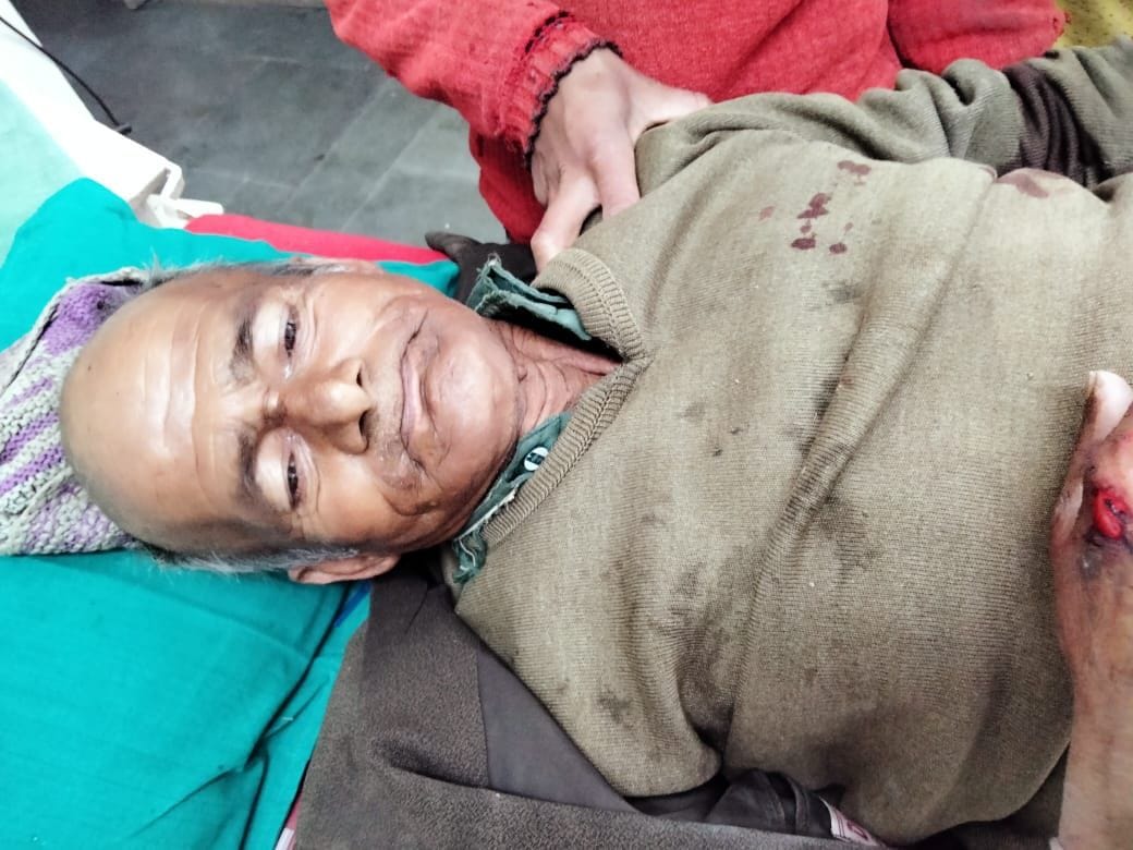 Elderly injured in wild boar attack