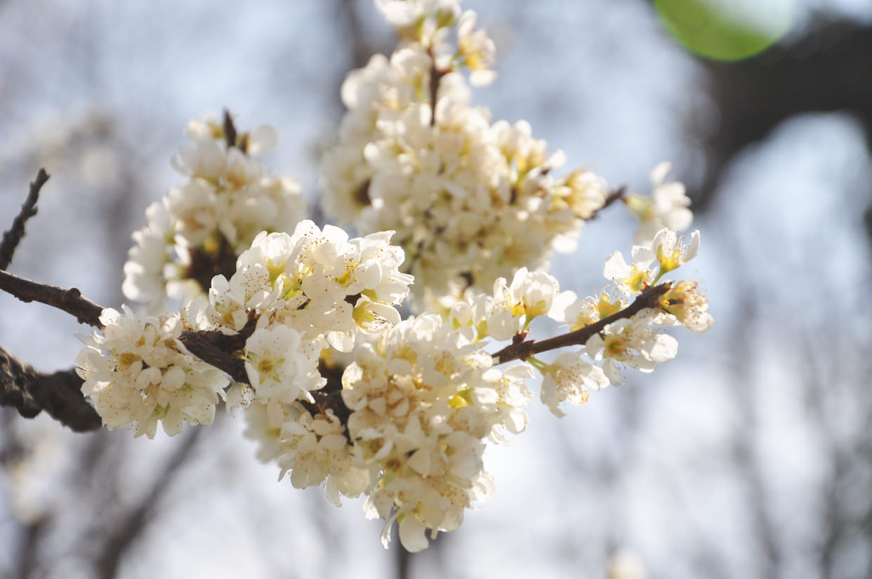 flowering started on apple tree branch in kullu
