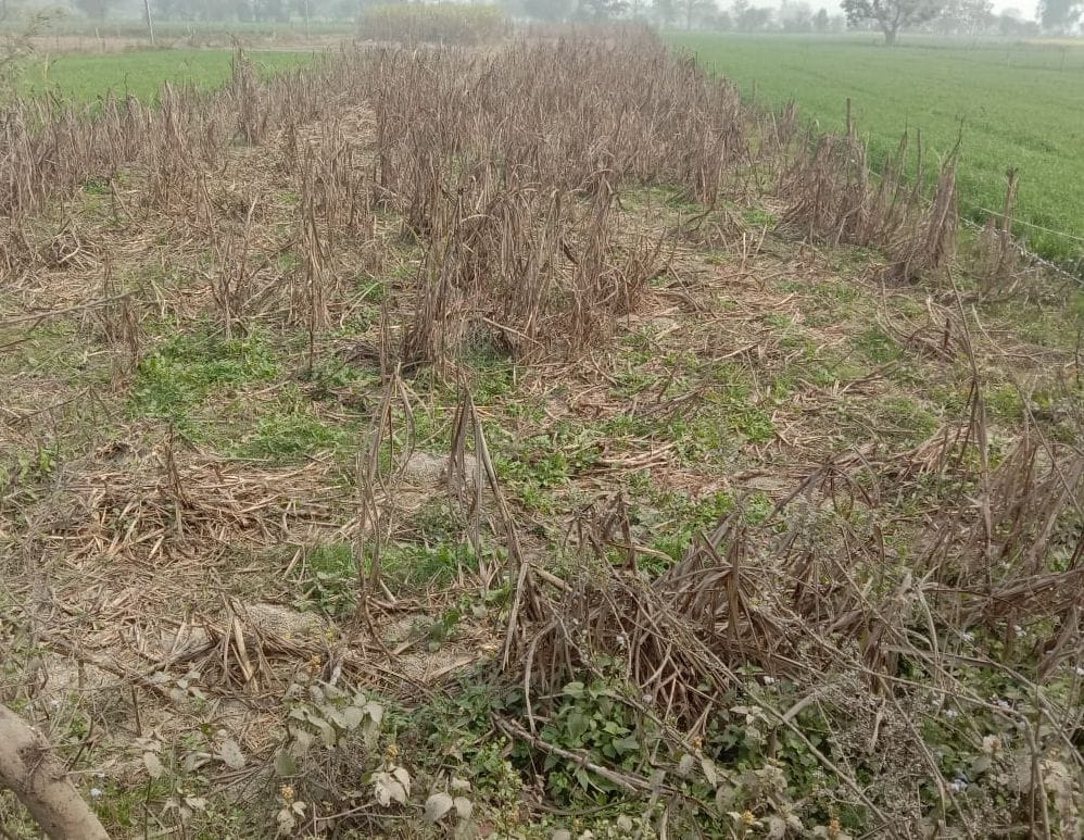 13 thousand farmers wandering for compensation