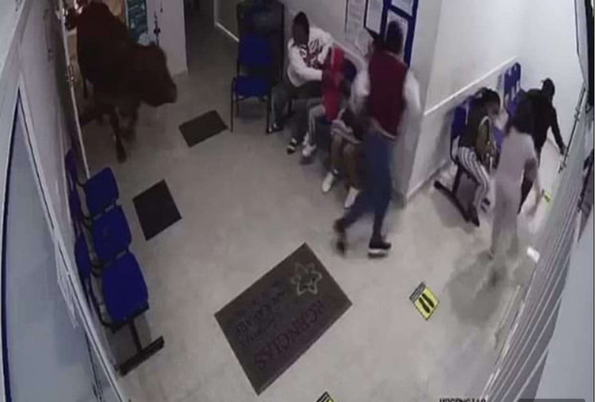 Escaped cow charges into Colombian hospital waiting room and attacks patients