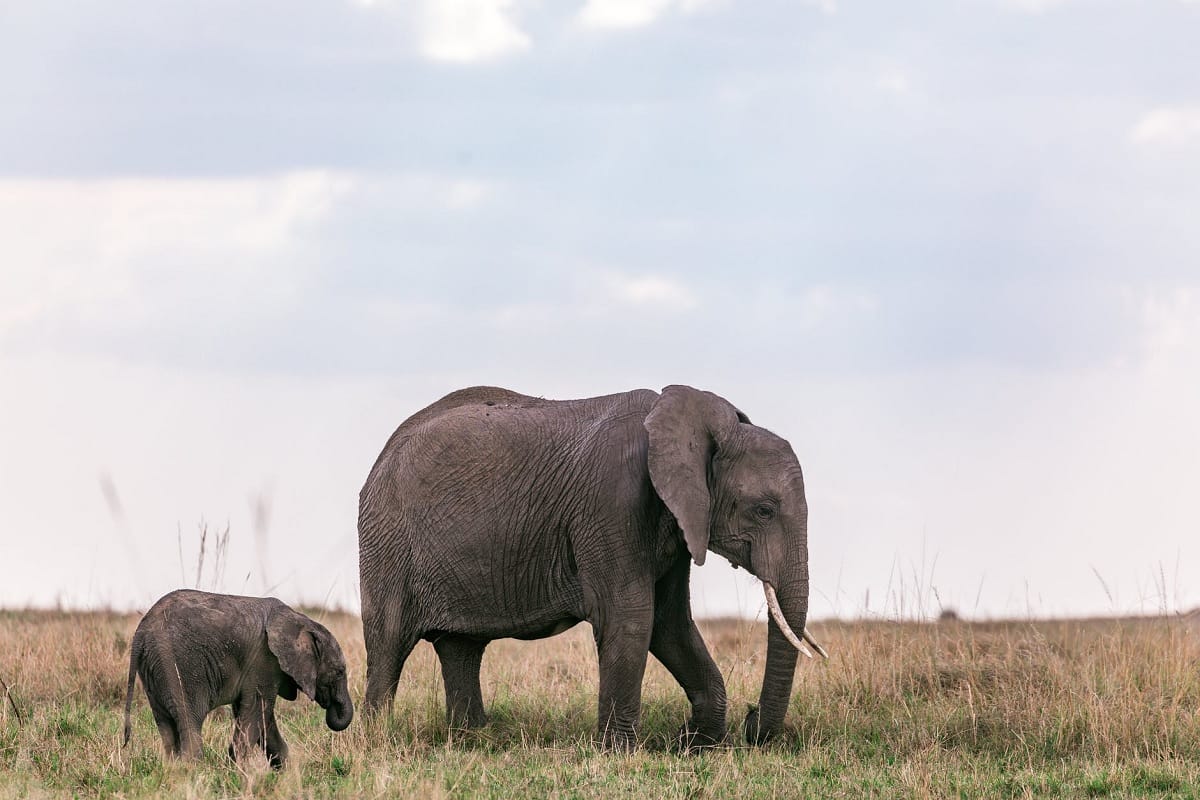 BEE wall ReHAB project to decrease Human Elephant conflict, here is all you need to know