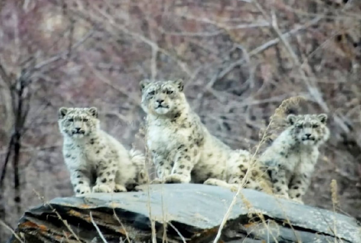female snow Leopard spotted with her two cubs in lahul spiti