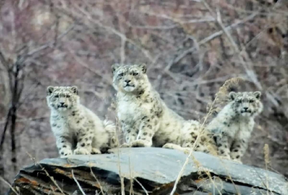 Snow leopard population increased in Uttarakhand 2022 Forest Minister congratulated employees of department