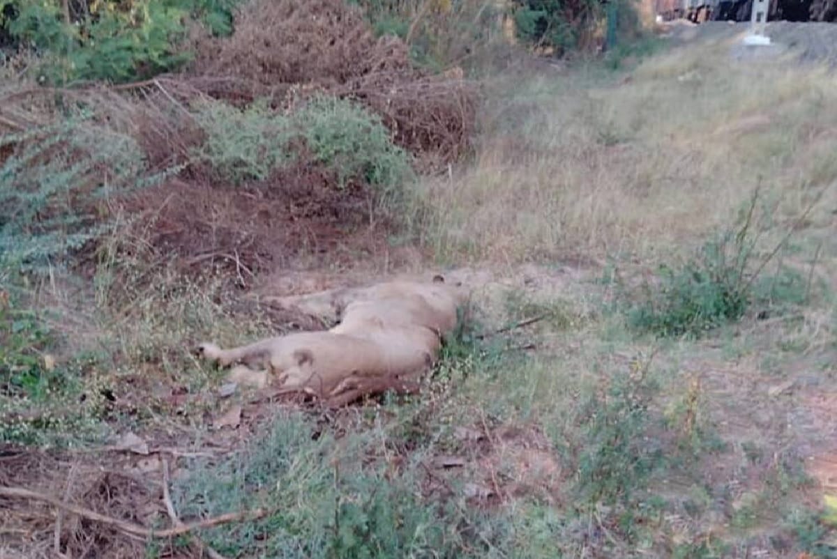 Gujarat A lion badly injured after a freight train stumbles