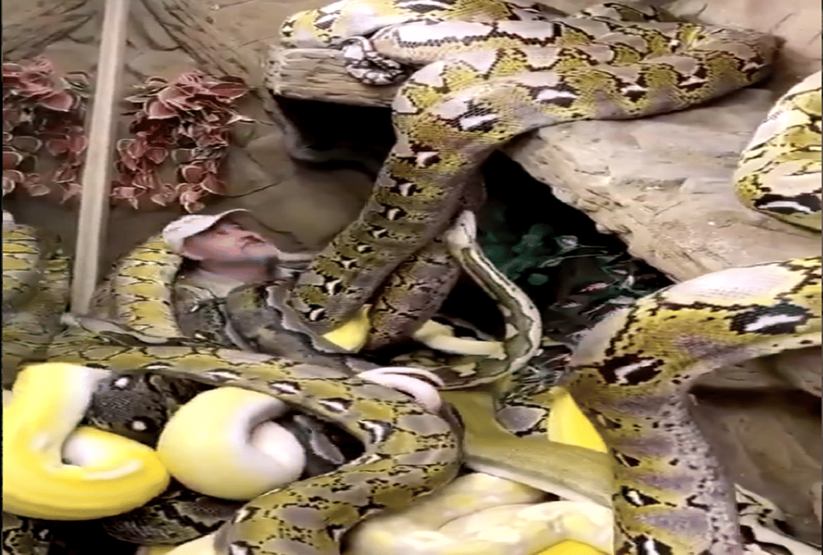 friendship with hundreds of snakes video goes viral