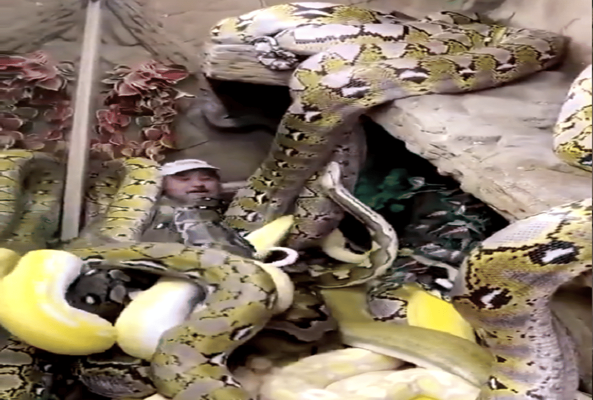 friendship with hundreds of snakes video goes viral