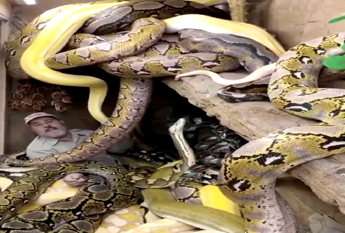 friendship with hundreds of snakes video goes viral