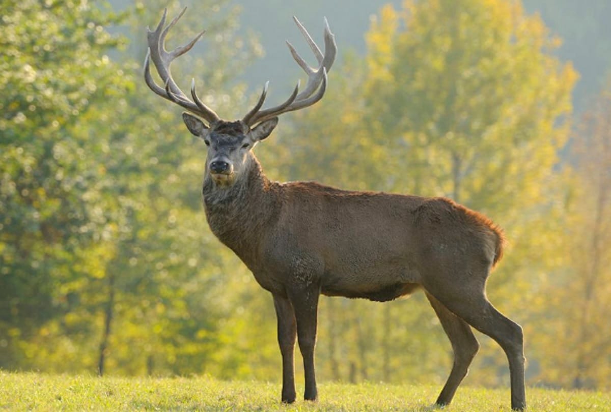 Wild animals in punjab Malnourished